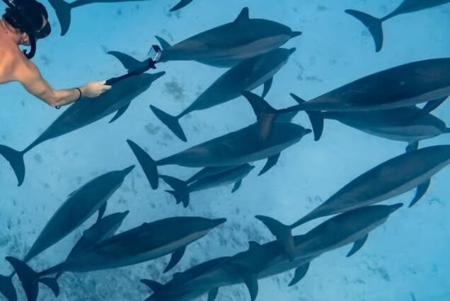 Sataya Dolphin House: Snorkel with Dolphins