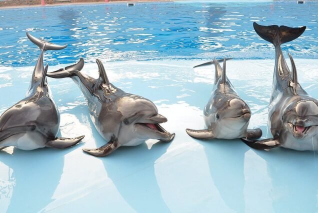 Dolphin Show in Sharm el Sheikh