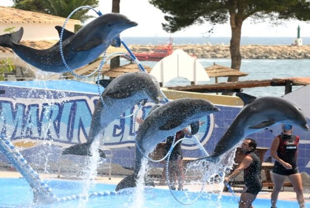 Swimming with Dolphins in Sharm el Sheikh